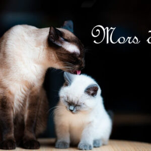 Morsdag
