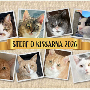 Steff o Kissarna 2026